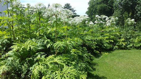 Hogweed How To Control And Remove It Wur