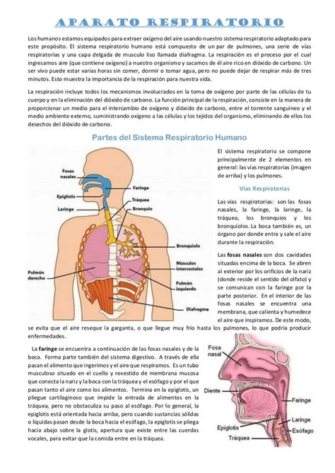 Sistema Respiratorio B5c