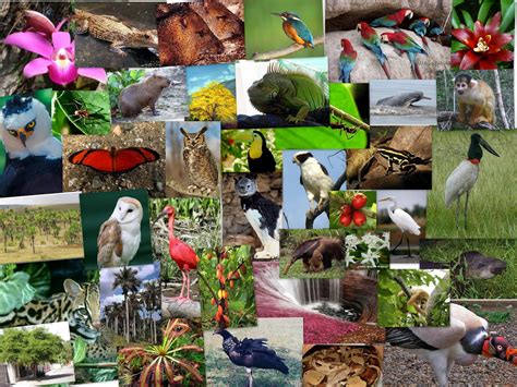 Instituto La Villa 7b La Biodiversidad En Colombia