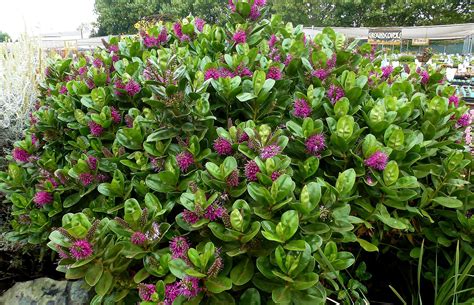 Dwarf Flowering Shrubs Under 2 Feet You Can Make Preserves With This