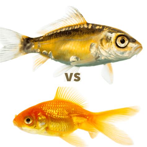 Koi Vs Goldfish The Ideal Fish For Your Aquarium