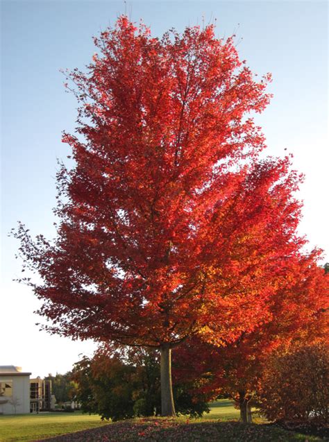 3 Most Common Types Of Maple Trees In Connecticut Progardentips