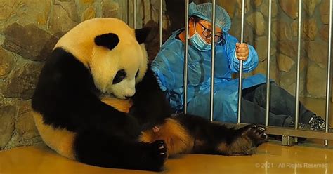 This Rare Footage Of A Panda Giving Birth Is Just The Adorable Distraction You Need Right Now