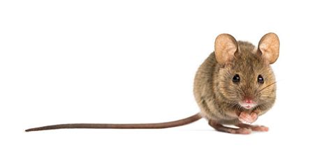 1800 Field Mouse Animal Stock Photos Pictures And Royalty Free Images
