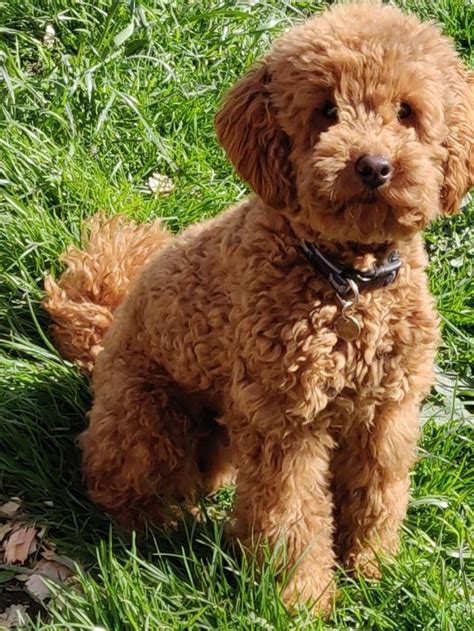 Toy Poodle Info Size Temperament Lifespan And Pictures