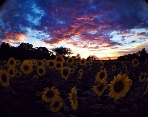 Rainbow Sky And Sunflower Field Pictures Photos And Images For