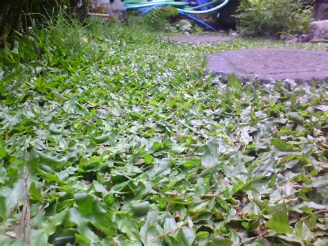 Rumput gajah alias pennisetum purpureum merupakan rerumputan tropis yang terdapat di afrika. Peluang Besar Rumput Gajah Mini