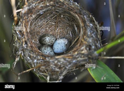 Eurasian Cuckoo Cuculus Canorus Reed Warbler Nest With Egg Of A