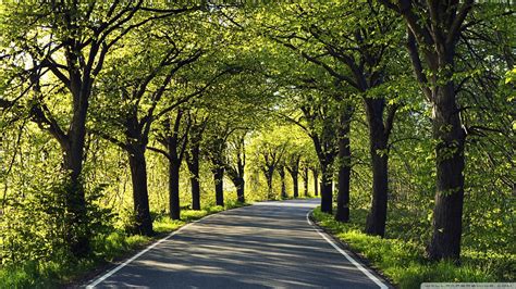 Road With Trees Beautiful Hd Wallpaper 1920×1080 Robin Saunders