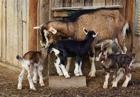 Raising Goats In The Backyard A Complete Guide Agri Farming