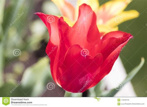 Flowers Beautiful Red Tulip Detailed In A Green Garden Stock Photo