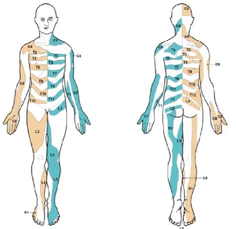 Thoracic Nerve Dermatome