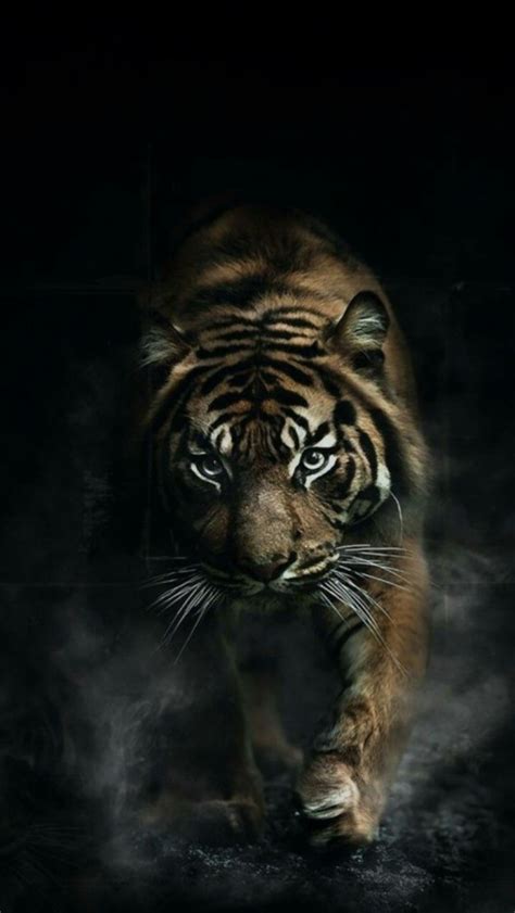 Tigre Wallpapertigermammalvertebratewildlifebengal Tiger