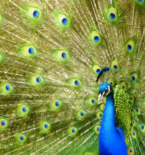 peacock colorful feather display photograph by sandi oreilly