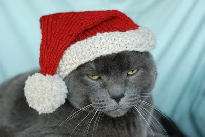 Whether your kitty is celebrating their birthday or you want a cat in the hat pattern, we've got you covered. Knitting Patterns Galore - International Cat Hat: North Pole