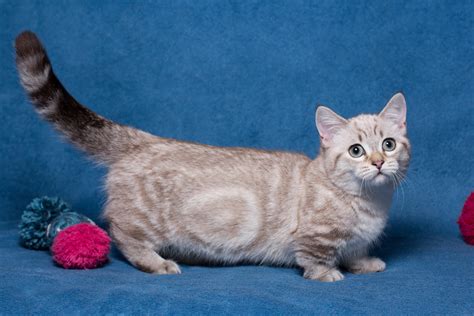 The Munchkin Cat A New Breed Of Feline Munchkin Kitten Store