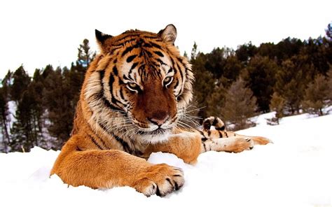 雪動物トラ冬景色1920x1200自然冬HDアート 動物 雪 HDデスクトップの壁紙 Wallpaperbetter