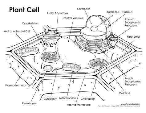 Plant Cell Labeled Tims Printables