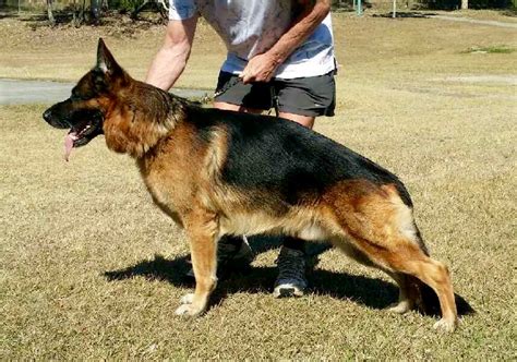 Leishjaclyn German Shepherd Breederspuppies For Sale Brisbane Qld