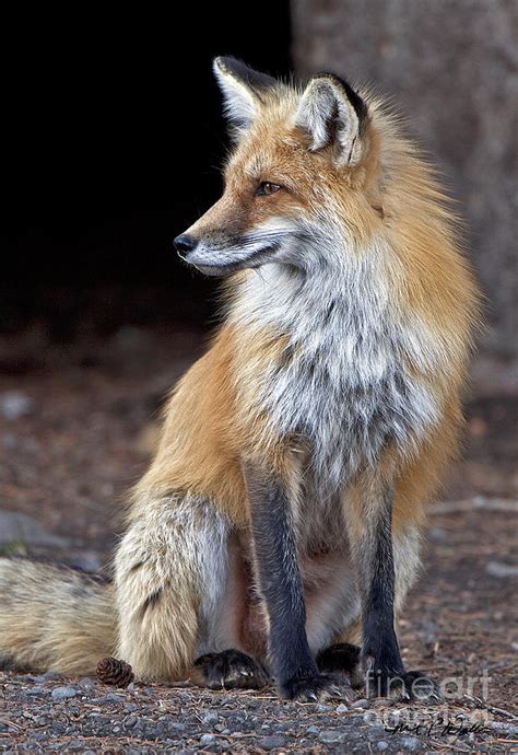 Fox Pose Photograph By Michael Waller Pixels