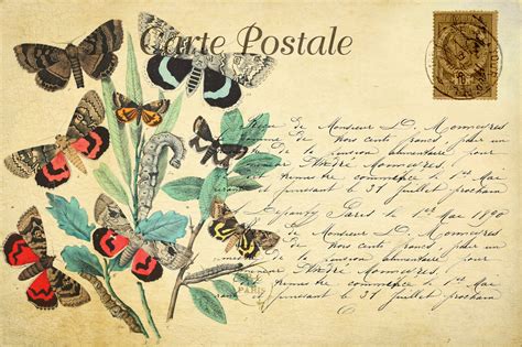 Butterflies Vintage Postcard Free Stock Photo Public Domain Pictures