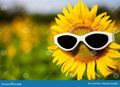 Sunflower Wearing Sunglasses Concept Of The Summer Funny Backgroundsoft Focus Stock Image