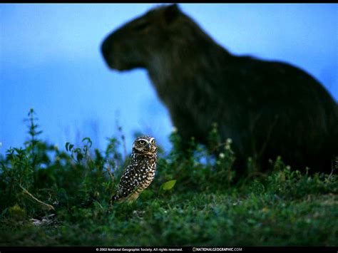 Wildlife Nat Geo National Geographic Wallpaper Top Free Wallpapers