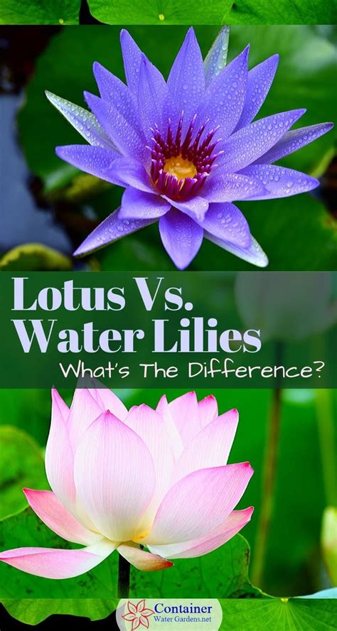 Lotus Vs Water Lilies Whats The Difference Container Water