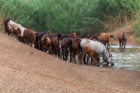 Premium Photo Herd Of Wild Horses Drink Water In Steppe