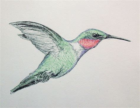 Hummingbird Pencil Drawing At Getdrawings Free Download