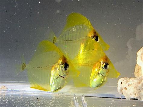 First Aquacultured Yellow Tangs Are Finally Here