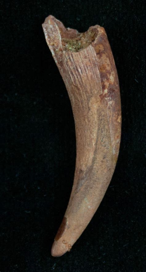 130 Pterosaur Tooth Tegana Formation 7179 For Sale