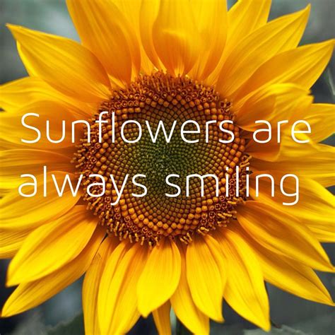 Pin By Sharon Staples On Sunflowers Make Me Happy Sunflower Quotes