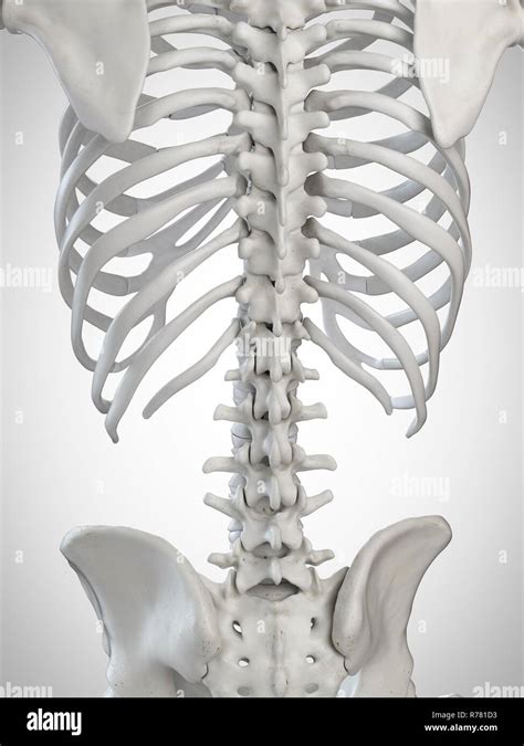 3d Rendered Illustration Of The Skeletal Back Stock Photo Alamy