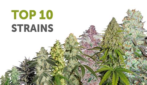 The 10 Best Cannabis Strains In The World