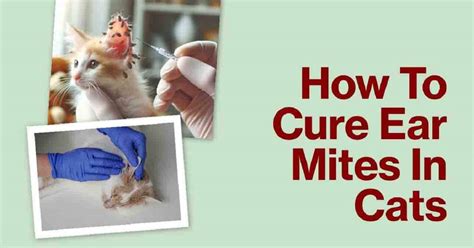 3 Easy Ways How To Cure Ear Mites In Cats 2024
