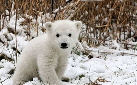The 5 Cutest Wild Polar Bear Videos Youll Ever See Cute