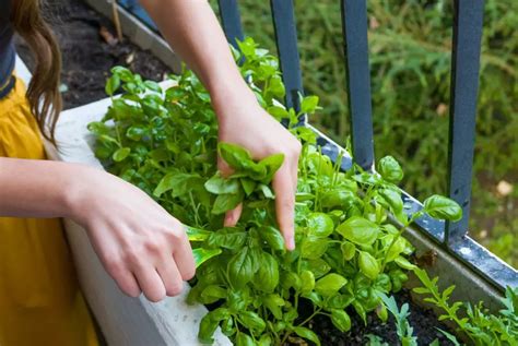 How To Keep A Basil Plant Alive And Thriving Indoors And Out The