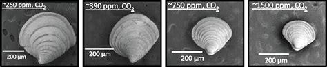 Ocean Acidification Reduces Size Of Clams National
