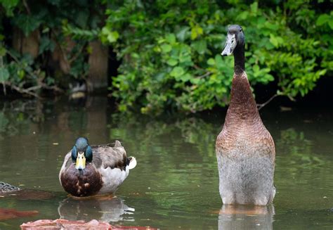 Viral Sensation Duck Long Boi Missing From University Campus