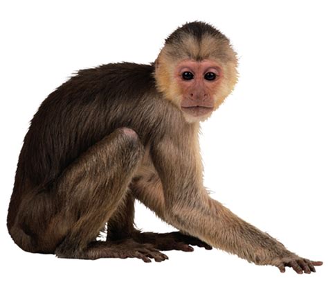 Monkey Png Transparent Image Download Size 500x462px