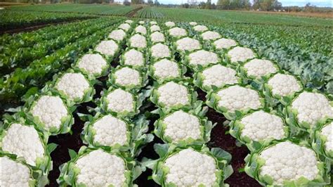 Cauliflower farming फलगभ क खत Phool gobhi ki kheti kaise