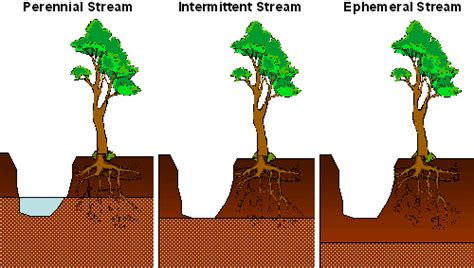 What is the difference between annual and perennial plants. Arizona's Riparian Areas