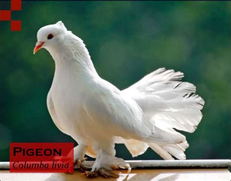 Balbisiana, depending on their genomic constitution. Binomial Nomenclature or Scientific Name of Pigeon