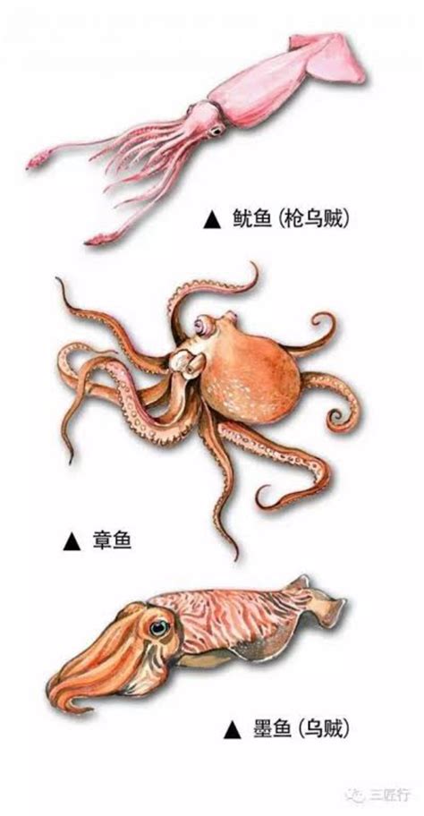 If Squid Is 鱿鱼 Cuttlefish Is Called Simi Hardwarezone Forums