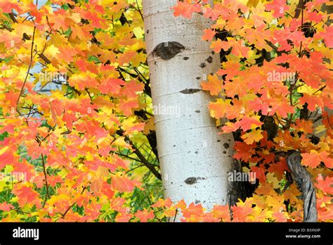 Rocky Mountain Maple Tree With Aspen Trunk In Fall Color Targhee
