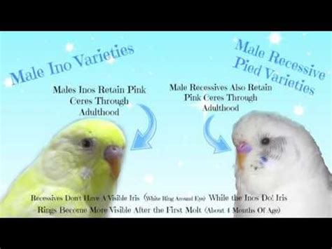 Ok i have 2 budgies and im not sure who is who. how to tell your budgie is male or female and there age ...
