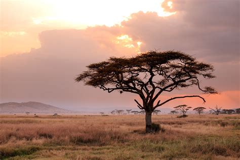 A Lonely Tree Serengeti National Park Tanzania Mariaglobetrotter