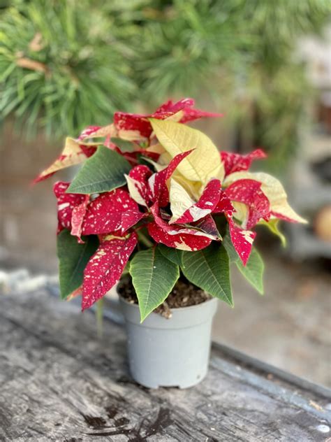 Poinsettia Pulcherrima Primero Jungle Boogie