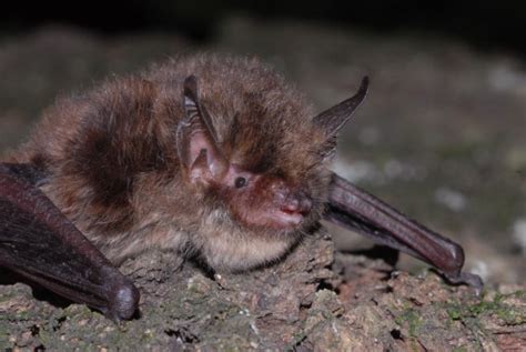 Alcathoe Bat · Natura